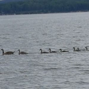 Meet your Posher, Katrina